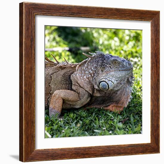 Green Iguana - Florida-Philippe Hugonnard-Framed Photographic Print