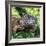 Green Iguana - Florida-Philippe Hugonnard-Framed Photographic Print