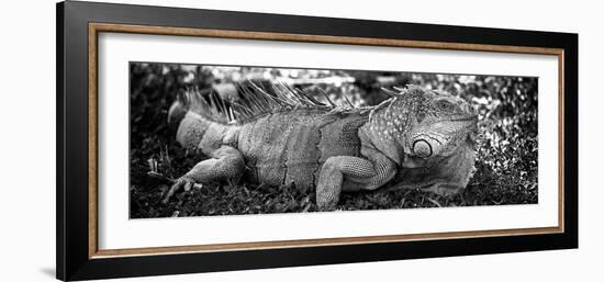 Green Iguana - Florida-Philippe Hugonnard-Framed Photographic Print