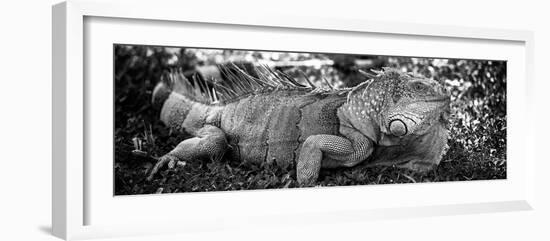 Green Iguana - Florida-Philippe Hugonnard-Framed Photographic Print