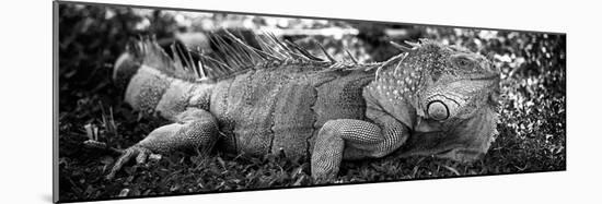 Green Iguana - Florida-Philippe Hugonnard-Mounted Photographic Print