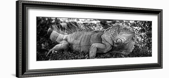 Green Iguana - Florida-Philippe Hugonnard-Framed Photographic Print