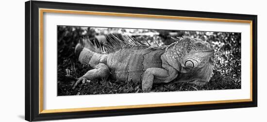 Green Iguana - Florida-Philippe Hugonnard-Framed Photographic Print