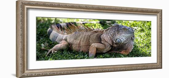 Green Iguana - Florida-Philippe Hugonnard-Framed Photographic Print