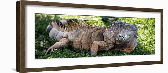 Green Iguana - Florida-Philippe Hugonnard-Framed Photographic Print