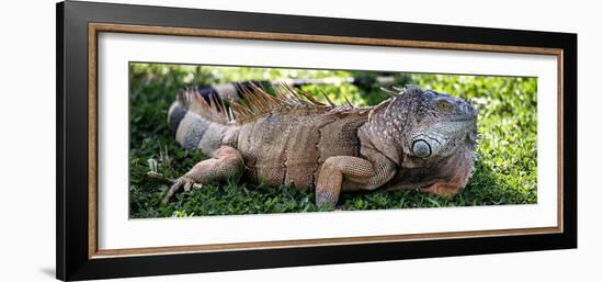 Green Iguana - Florida-Philippe Hugonnard-Framed Photographic Print