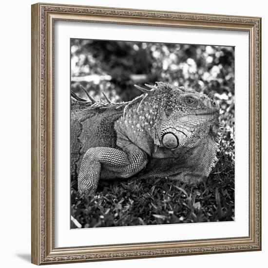 Green Iguana - Florida-Philippe Hugonnard-Framed Photographic Print