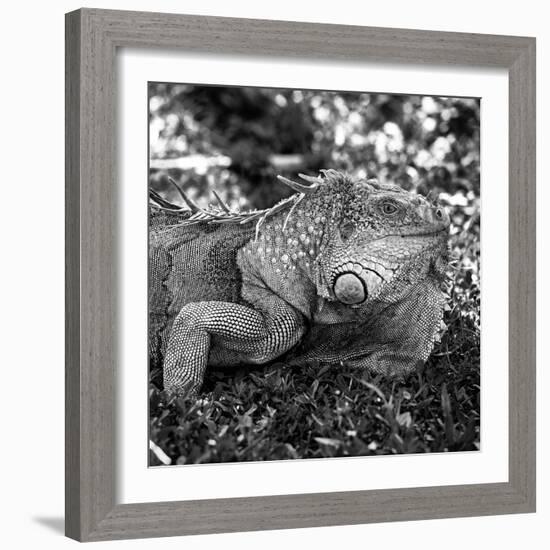 Green Iguana - Florida-Philippe Hugonnard-Framed Photographic Print