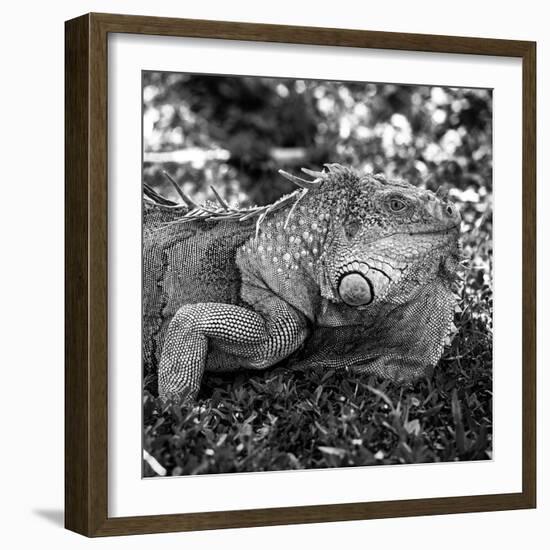 Green Iguana - Florida-Philippe Hugonnard-Framed Photographic Print