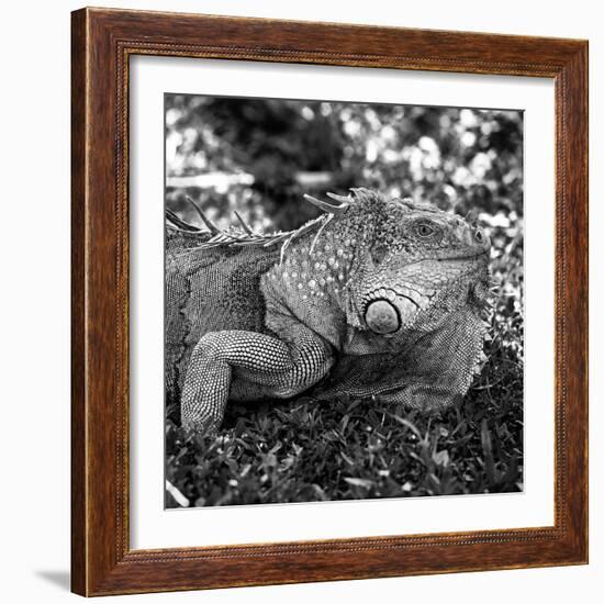 Green Iguana - Florida-Philippe Hugonnard-Framed Photographic Print