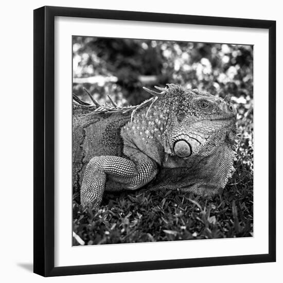 Green Iguana - Florida-Philippe Hugonnard-Framed Photographic Print