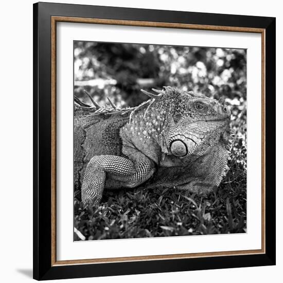 Green Iguana - Florida-Philippe Hugonnard-Framed Photographic Print