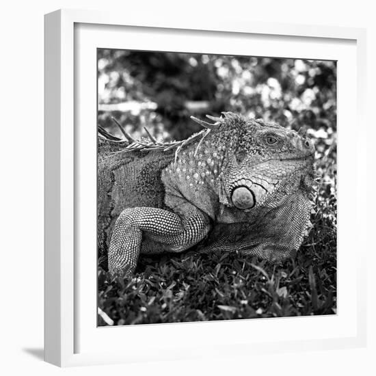 Green Iguana - Florida-Philippe Hugonnard-Framed Photographic Print