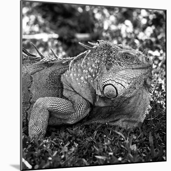 Green Iguana - Florida-Philippe Hugonnard-Mounted Photographic Print