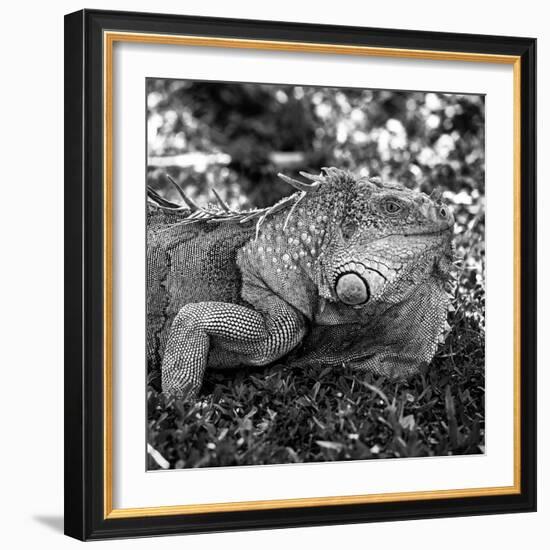 Green Iguana - Florida-Philippe Hugonnard-Framed Photographic Print