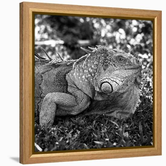 Green Iguana - Florida-Philippe Hugonnard-Framed Premier Image Canvas