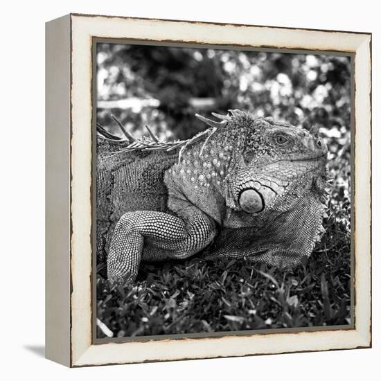Green Iguana - Florida-Philippe Hugonnard-Framed Premier Image Canvas