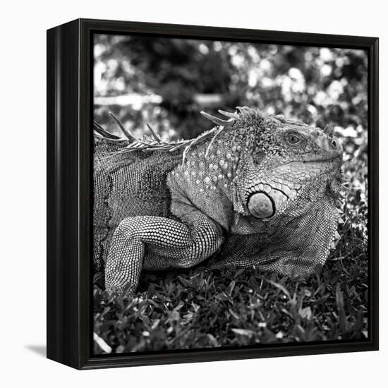 Green Iguana - Florida-Philippe Hugonnard-Framed Premier Image Canvas