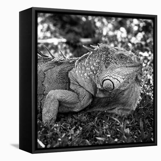 Green Iguana - Florida-Philippe Hugonnard-Framed Premier Image Canvas