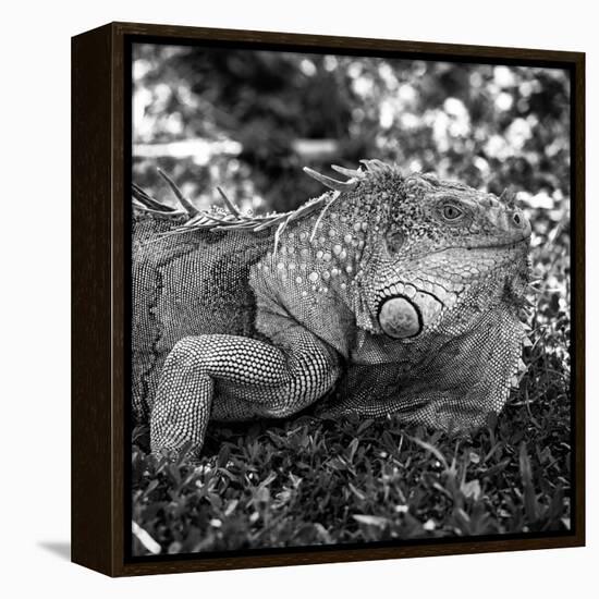 Green Iguana - Florida-Philippe Hugonnard-Framed Premier Image Canvas