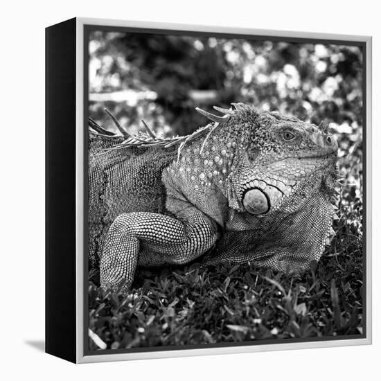 Green Iguana - Florida-Philippe Hugonnard-Framed Premier Image Canvas