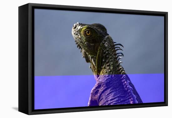 Green Iguana (Iguana Iguana), Boca Tapada, Alajuela Province, Costa Rica, Central America-Matthew Williams-Ellis-Framed Premier Image Canvas