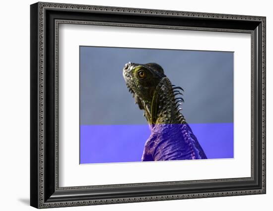 Green Iguana (Iguana Iguana), Boca Tapada, Alajuela Province, Costa Rica, Central America-Matthew Williams-Ellis-Framed Photographic Print