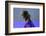 Green Iguana (Iguana Iguana), Boca Tapada, Alajuela Province, Costa Rica, Central America-Matthew Williams-Ellis-Framed Photographic Print