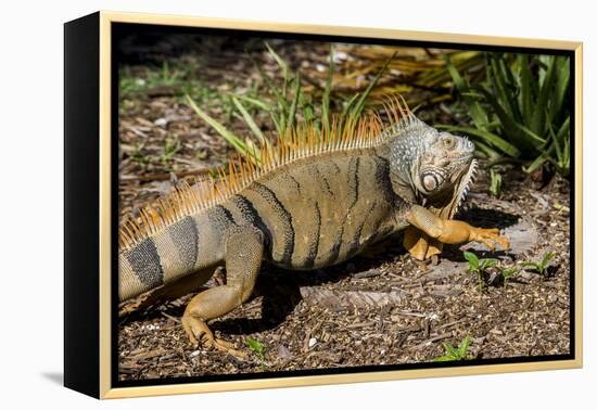 Green Iguana, Iguana Iguana, Grassy Key, Florida, United States of America, North America-Michael Runkel-Framed Premier Image Canvas