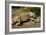 Green Iguana, Iguana Iguana, Grassy Key, Florida, United States of America, North America-Michael Runkel-Framed Photographic Print