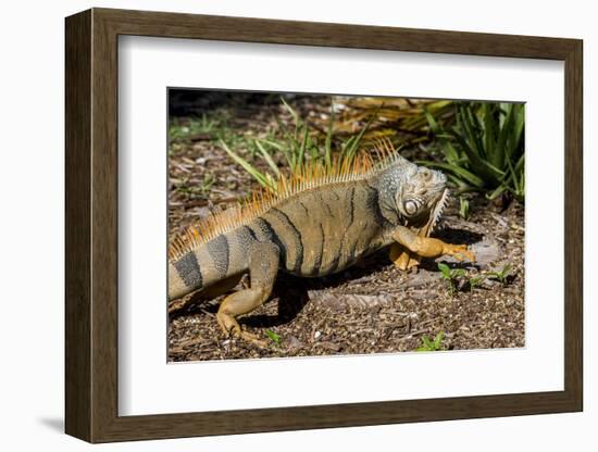 Green Iguana, Iguana Iguana, Grassy Key, Florida, United States of America, North America-Michael Runkel-Framed Photographic Print