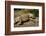 Green Iguana, Iguana Iguana, Grassy Key, Florida, United States of America, North America-Michael Runkel-Framed Photographic Print