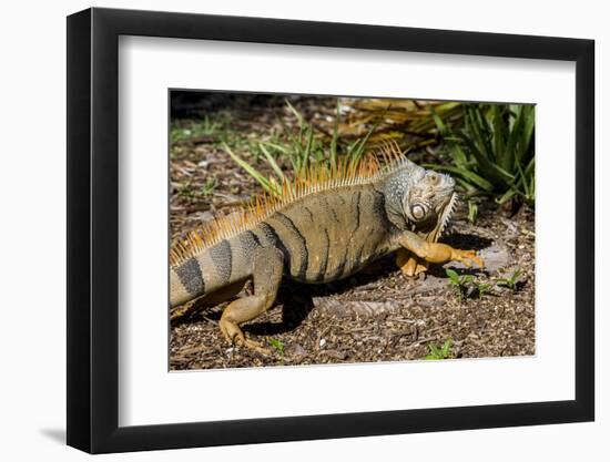 Green Iguana, Iguana Iguana, Grassy Key, Florida, United States of America, North America-Michael Runkel-Framed Photographic Print