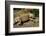 Green Iguana, Iguana Iguana, Grassy Key, Florida, United States of America, North America-Michael Runkel-Framed Photographic Print