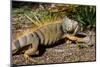 Green Iguana, Iguana Iguana, Grassy Key, Florida, United States of America, North America-Michael Runkel-Mounted Photographic Print