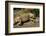 Green Iguana, Iguana Iguana, Grassy Key, Florida, United States of America, North America-Michael Runkel-Framed Photographic Print