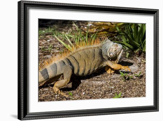 Green Iguana, Iguana Iguana, Grassy Key, Florida, United States of America, North America-Michael Runkel-Framed Photographic Print