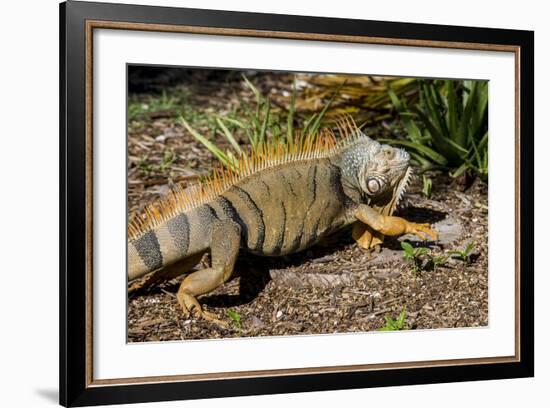 Green Iguana, Iguana Iguana, Grassy Key, Florida, United States of America, North America-Michael Runkel-Framed Photographic Print