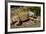 Green Iguana, Iguana Iguana, Grassy Key, Florida, United States of America, North America-Michael Runkel-Framed Photographic Print