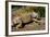 Green Iguana, Iguana Iguana, Grassy Key, Florida, United States of America, North America-Michael Runkel-Framed Photographic Print