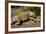 Green Iguana, Iguana Iguana, Grassy Key, Florida, United States of America, North America-Michael Runkel-Framed Photographic Print