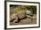 Green Iguana, Iguana Iguana, Grassy Key, Florida, United States of America, North America-Michael Runkel-Framed Photographic Print