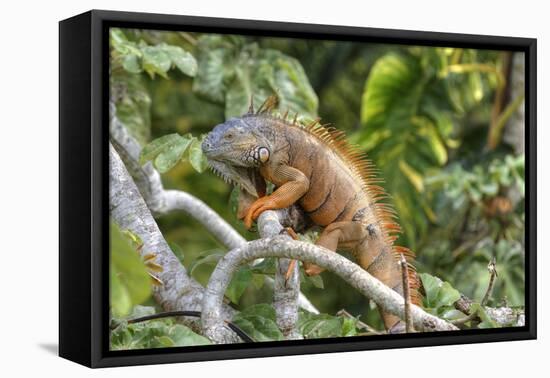 Green Iguana (Iguana Iguana), Green Iguana Project, San Ignacio, Belize, Central America-Richard Maschmeyer-Framed Premier Image Canvas