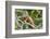 Green Iguana (Iguana Iguana), Green Iguana Project, San Ignacio, Belize, Central America-Richard Maschmeyer-Framed Photographic Print