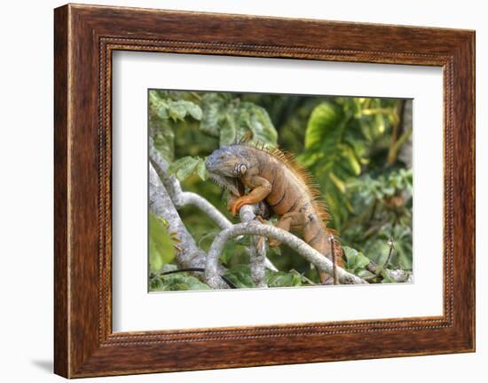 Green Iguana (Iguana Iguana), Green Iguana Project, San Ignacio, Belize, Central America-Richard Maschmeyer-Framed Photographic Print