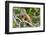 Green Iguana (Iguana Iguana), Green Iguana Project, San Ignacio, Belize, Central America-Richard Maschmeyer-Framed Photographic Print