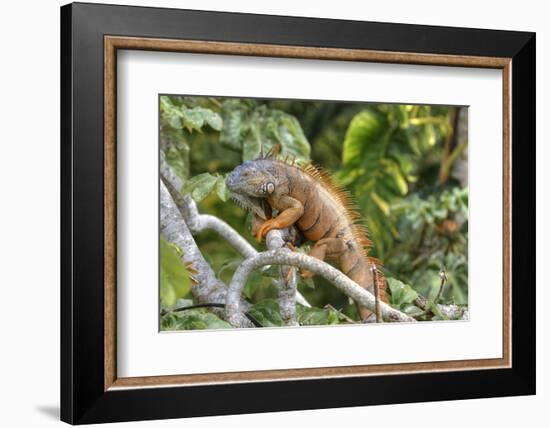 Green Iguana (Iguana Iguana), Green Iguana Project, San Ignacio, Belize, Central America-Richard Maschmeyer-Framed Photographic Print