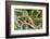 Green Iguana (Iguana Iguana), Green Iguana Project, San Ignacio, Belize, Central America-Richard Maschmeyer-Framed Photographic Print