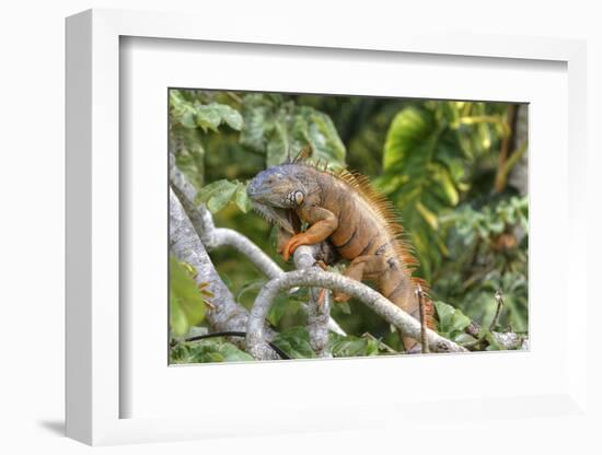 Green Iguana (Iguana Iguana), Green Iguana Project, San Ignacio, Belize, Central America-Richard Maschmeyer-Framed Photographic Print