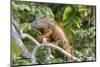 Green Iguana (Iguana Iguana), Green Iguana Project, San Ignacio, Belize, Central America-Richard Maschmeyer-Mounted Photographic Print